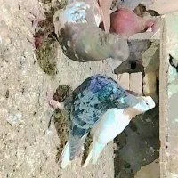 کبوتررنگی قزوینی|پرنده|کرخه, |دیوار