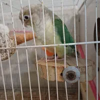 گرینچیک ماده پاین اپل دستی و مولد