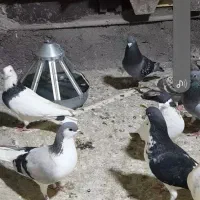 کبوتر فروشی