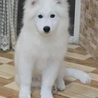 سگ سامویید|سگ|بروجرد, |دیوار