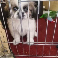 سگ تیبتی استامیل|سگ|پاکدشت, شهرک امام رضا|دیوار