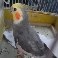 عروس هلندی گمشده