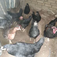 خ ر و س|حیوانات مزرعه|فسارود, |دیوار