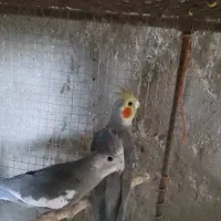 فوری فروش عروس هلندی