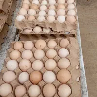 فروش تخم مرغ محلی|خوردنی و آشامیدنی|قائم‌شهر, |دیوار