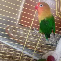 یک جفت طوطی بریزیلی فیشر