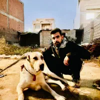 سگ آلابای نر|سگ|گنبد کاووس, |دیوار