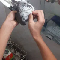 کفتر نر|پرنده|کوهدشت, |دیوار