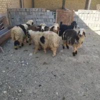 بره پرواری نر