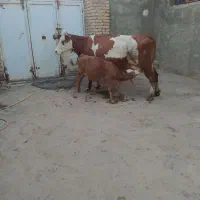 گاوشیری|حیوانات مزرعه|کرمانشاه, |دیوار