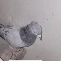 کبوتر جفت پررشی|پرنده|مشهد, نیروی هوایی|دیوار