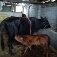 .دوتا گوساله داده..|حیوانات مزرعه|شاندرمن, |دیوار