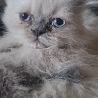 اسکاتیش پرشین بلو پوینت چشم ابی نر