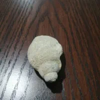 فسیل اصل|کلکسیون اشیاء عتیقه|تهران, فلسطین (میدان انقلاب)|دیوار