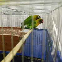 طوطی برزیلی اصلی