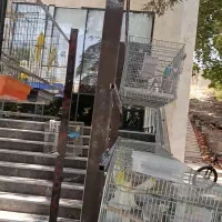 معاوضه عروس هلندی|پرنده|کرج, کلاک بالا|دیوار