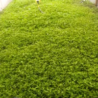 نشا گوجه