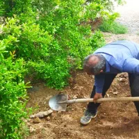 باغبان..انجام هرگونه کار باغبانی|خدمات باغبانی و درختکاری|قم, سالاریه|دیوار