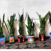 گل سانسور یا خانگی اپارتمانی|گل و گیاه طبیعی|زهک, |دیوار