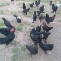 تخم مرغ نطفه دار|حیوانات مزرعه|رفسنجان, |دیوار