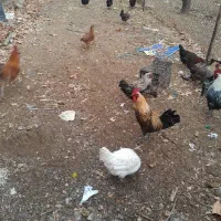 ۲عدد خروس براکل