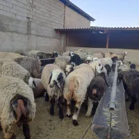 گوسفند داشتی|حیوانات مزرعه|شیراز, برمشور علیا|دیوار