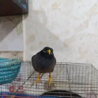 مرغ مینا دستی|پرنده|کارون, |دیوار