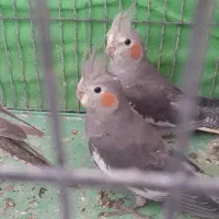 عروس هلندی|پرنده|اردبیل, |دیوار