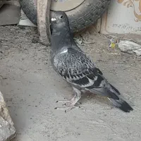 کبوتر|پرنده|هیرمند, |دیوار