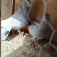 کفتر الماسی سینه زرد کله سیاه سوسنی