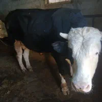 گاو گوشتی|حیوانات مزرعه|تیکمه داش, |دیوار