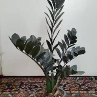 فروش گلهای آپارتمانی زاموفلیا|گل و گیاه طبیعی|تهران, دژکام|دیوار