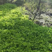 فروش نشا کاهو فرانسوی سبز|گل و گیاه طبیعی|زرگرشهر, |دیوار