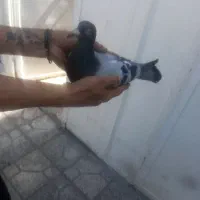 کفتر پلاک دار جهت فروش