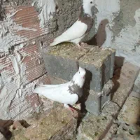 فروش کبوتر طوقی وپرستویی