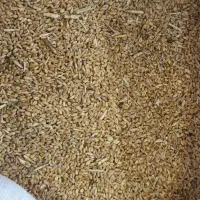 گندوم امسالی