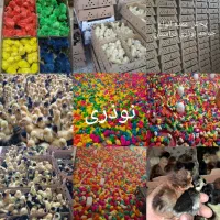 جوجه رنگی محلی اردک پکنی وپروازی کله سبزاخضیراهواز