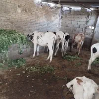 ۵عدد گوساله نر و۱ماده