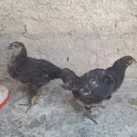 اردک و دو جوجه دو ماهه