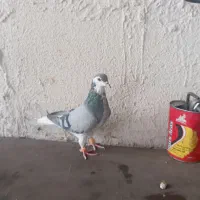 یک جفت ساده شیرازی|پرنده|مشهد, انصار|دیوار