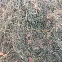 یونجه|لوازم جانبی حیوانات|همدان, |دیوار