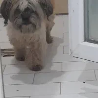 واگذاری شیتزو|سگ|صفادشت, |دیوار