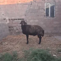قوچ همو بخته