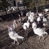 بوقلمون گوشتی طبیعی|حیوانات مزرعه|کامیاران, |دیوار