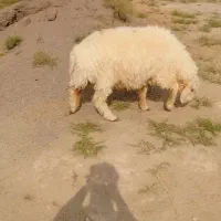 بره نر 65 کیلویی