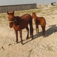 اسب و کره|اسب و تجهیزات اسب‌سواری|پیشوا, |دیوار