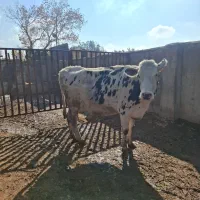 گاو شیری آبستن. گاو گوساله