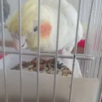 عروس هلندی|پرنده|جیرفت, |دیوار