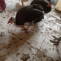 سه عدد مرغ شاخدار|حیوانات مزرعه|تهران, هفده شهریور|دیوار