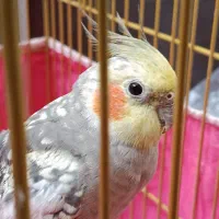 عروس هلندی سخنگو دستی